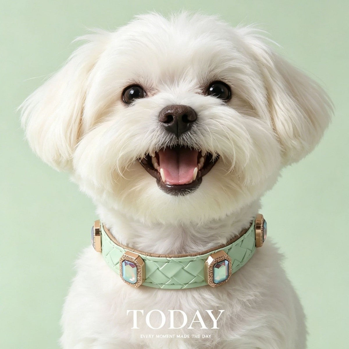 Premium Braided Leather Dog Collar with Rhinestone Detail