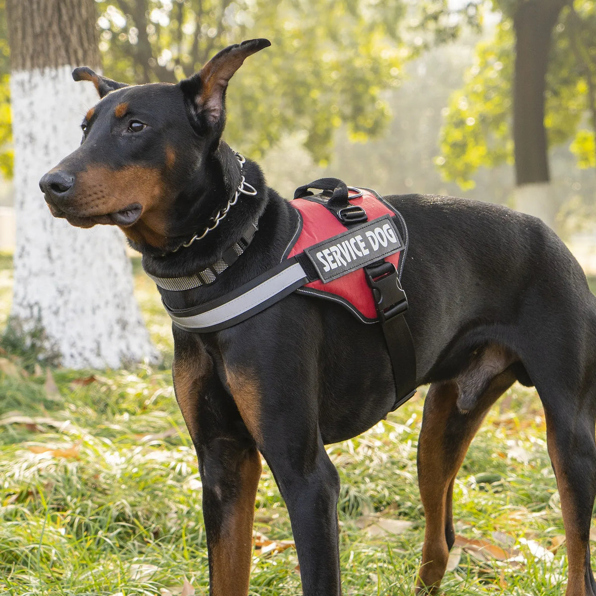 Heavy-Duty Dog Vest Harness – No-Pull & Escape-Proof