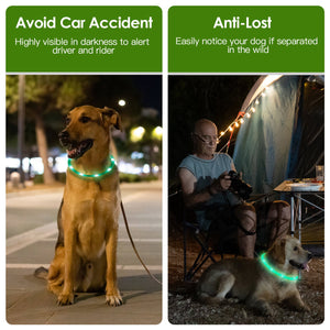 Dogs wearing glowing LED collars during a night walk and at a campsite