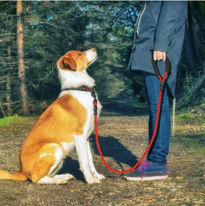 Dog sitting beside an owner holding a red reflective rope leash outdoors